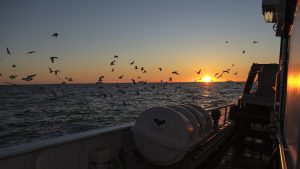 Mitä on kestävä kaupallinen kalastus – ja mikä on MSC?