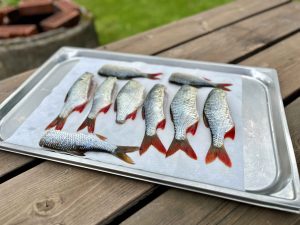 Miten särkikalojen kalastaminen ja ruokakäyttö parantaa vesistöjen tilaa?